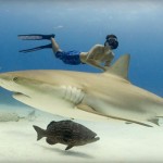 Sharks Join the Social Media Revolution